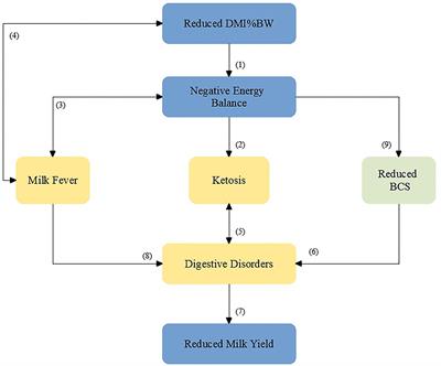 Investigating the Use of Dry Matter Intake and Energy Balance Prepartum as Predictors of Digestive Disorders Postpartum